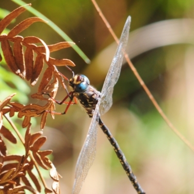 Austroaeschna multipunctata (Multi-spotted Darner) at Wingecarribee Local Government Area - 6 May 2022 by Harrisi