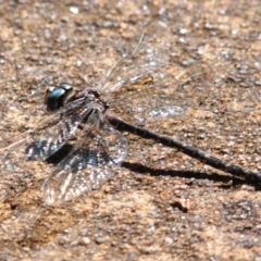 Austroaeschna multipunctata at Robertson, NSW - 6 May 2022