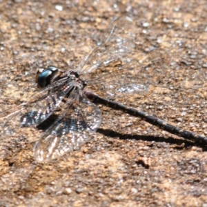 Austroaeschna multipunctata at Robertson, NSW - 6 May 2022