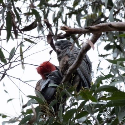 Callocephalon fimbriatum (Gang-gang Cockatoo) at Wingecarribee Local Government Area - 4 May 2022 by Aussiegall