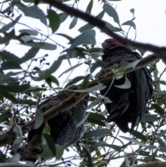 Callocephalon fimbriatum at Penrose, NSW - suppressed