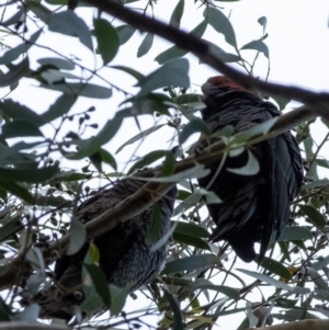 Callocephalon fimbriatum at Penrose, NSW - suppressed