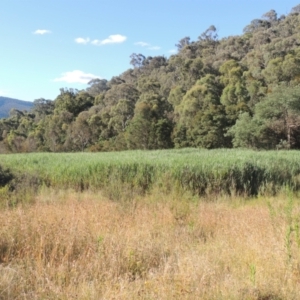 Phragmites australis at Paddys River, ACT - 23 Jan 2022