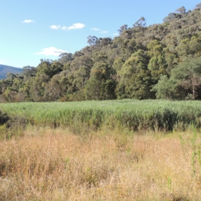 Phragmites australis (Common Reed) at Paddys River, ACT - 23 Jan 2022 by michaelb