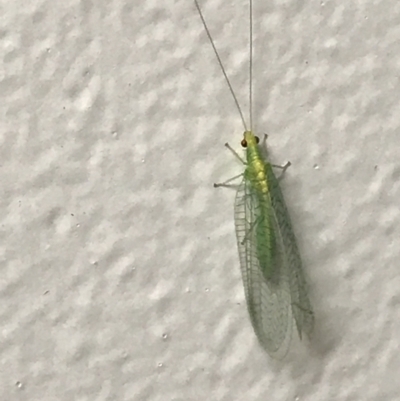 Mallada traviatus (Goldeneye Lacewing) at Deakin, ACT - 5 May 2022 by Tapirlord