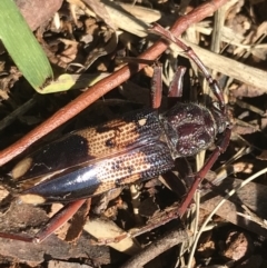 Phoracantha semipunctata (Common Eucalypt Longicorn) at Phillip, ACT - 2 May 2022 by Tapirlord