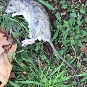 Rattus rattus at Garran, ACT - 1 May 2022 04:20 PM