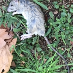 Rattus rattus at Garran, ACT - 1 May 2022