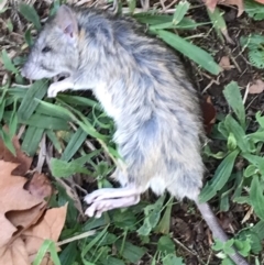 Rattus rattus at Garran, ACT - 1 May 2022