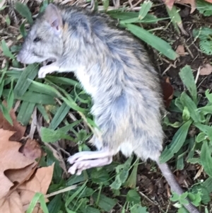 Rattus rattus at Garran, ACT - 1 May 2022 04:20 PM