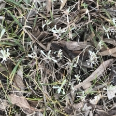 Chrysocephalum apiculatum (Common Everlasting) at Garran, ACT - 30 Apr 2022 by Tapirlord