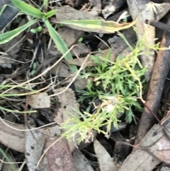 Vittadinia muelleri (Narrow-leafed New Holland Daisy) at Garran, ACT - 30 Apr 2022 by Tapirlord