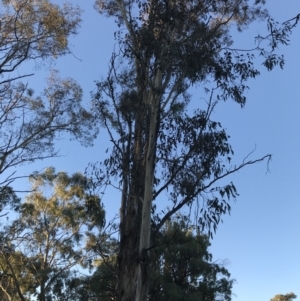 Eucalyptus melliodora at Garran, ACT - 30 Apr 2022 04:48 PM