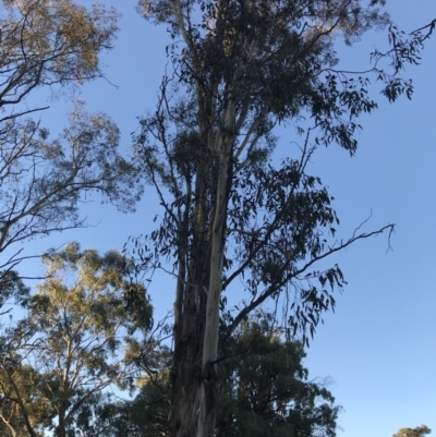 Eucalyptus melliodora (Yellow Box) at Garran, ACT - 30 Apr 2022 by Tapirlord