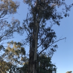 Eucalyptus melliodora (Yellow Box) at Garran, ACT - 30 Apr 2022 by Tapirlord