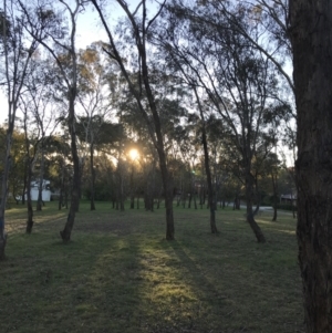 Eucalyptus melliodora at Garran, ACT - 30 Apr 2022 04:48 PM