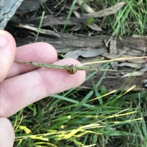 Bothriochloa macra at Garran, ACT - 30 Apr 2022 04:48 PM