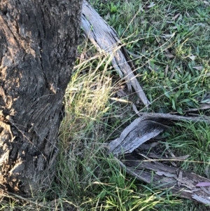 Bothriochloa macra at Garran, ACT - 30 Apr 2022 04:48 PM