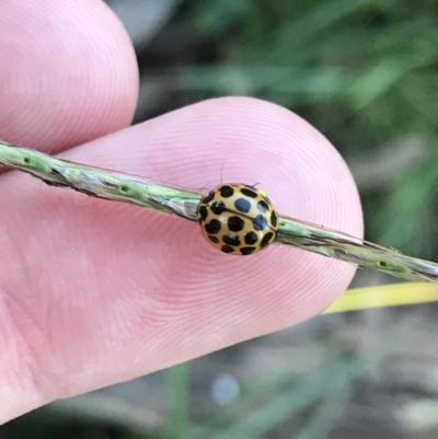 Harmonia conformis (Common Spotted Ladybird) at Garran, ACT - 30 Apr 2022 by Tapirlord