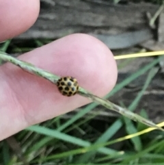 Harmonia conformis at Garran, ACT - 30 Apr 2022