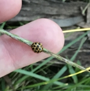 Harmonia conformis at Garran, ACT - 30 Apr 2022