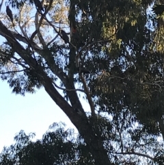 Callocephalon fimbriatum at Garran, ACT - 30 Apr 2022