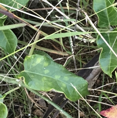 Araujia sericifera (Moth Plant) at Red Hill Nature Reserve - 30 Apr 2022 by Tapirlord