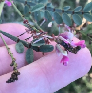 Indigofera adesmiifolia at Garran, ACT - 30 Apr 2022