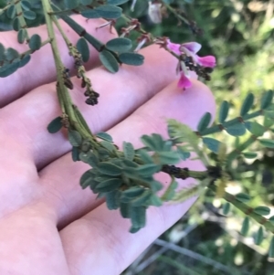 Indigofera adesmiifolia at Garran, ACT - 30 Apr 2022