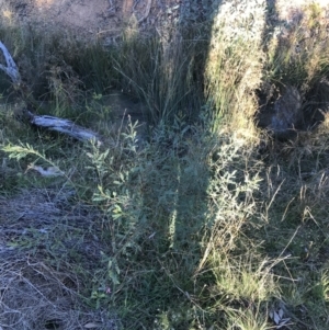 Indigofera adesmiifolia at Garran, ACT - 30 Apr 2022