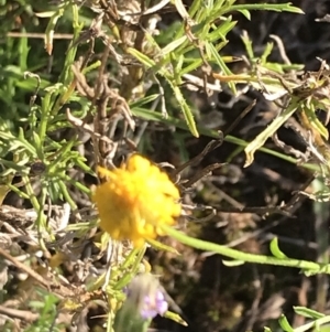 Calotis lappulacea at Garran, ACT - 30 Apr 2022