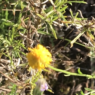 Calotis lappulacea (Yellow Burr Daisy) at Red Hill Nature Reserve - 30 Apr 2022 by Tapirlord