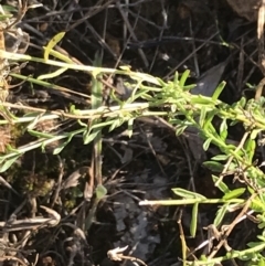 Calotis lappulacea at Garran, ACT - 30 Apr 2022