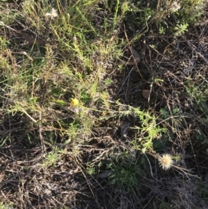 Calotis lappulacea at Garran, ACT - 30 Apr 2022