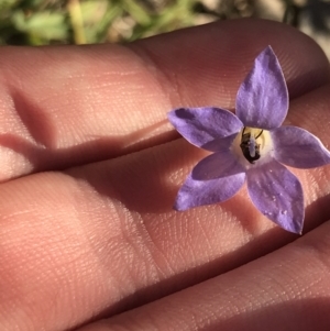 Wahlenbergia luteola at Garran, ACT - 30 Apr 2022 04:09 PM