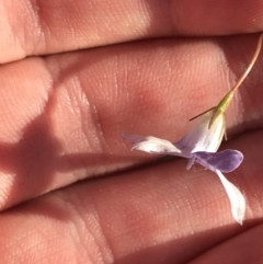 Wahlenbergia luteola at Garran, ACT - 30 Apr 2022 04:09 PM