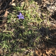 Wahlenbergia luteola at Garran, ACT - 30 Apr 2022 04:09 PM