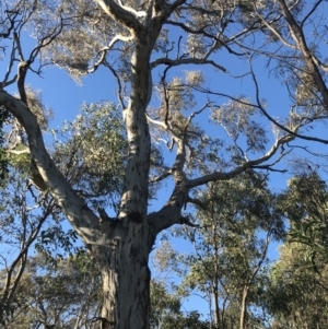 Eucalyptus melliodora at Red Hill, ACT - 30 Apr 2022 04:05 PM