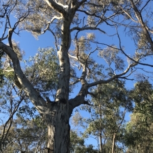 Eucalyptus melliodora at Red Hill, ACT - 30 Apr 2022