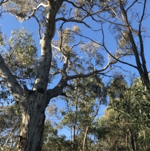 Eucalyptus melliodora at Red Hill, ACT - 30 Apr 2022