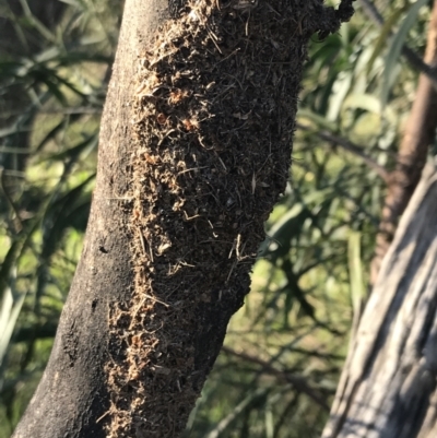 Papyrius sp. (genus) (A Coconut Ant) at Red Hill Nature Reserve - 30 Apr 2022 by Tapirlord