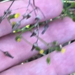 Senecio bathurstianus (Rough Fireweed) at Red Hill, ACT - 30 Apr 2022 by Tapirlord