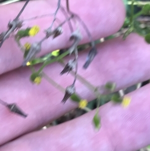 Senecio bathurstianus at Red Hill Nature Reserve - 30 Apr 2022