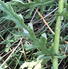 Senecio bathurstianus at Red Hill Nature Reserve - 30 Apr 2022