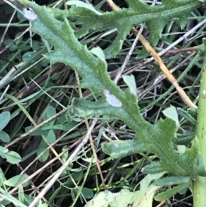 Senecio bathurstianus at Red Hill Nature Reserve - 30 Apr 2022