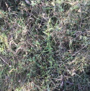 Senecio bathurstianus at Red Hill Nature Reserve - 30 Apr 2022