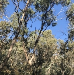 Eucalyptus bridgesiana (Apple Box) at Red Hill, ACT - 30 Apr 2022 by Tapirlord