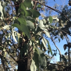 Eucalyptus bridgesiana at Red Hill, ACT - 30 Apr 2022