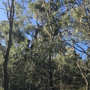 Eucalyptus bridgesiana at Red Hill, ACT - 30 Apr 2022
