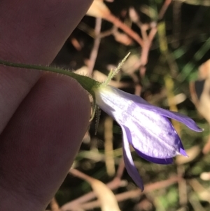 Wahlenbergia stricta subsp. stricta at Red Hill, ACT - 30 Apr 2022